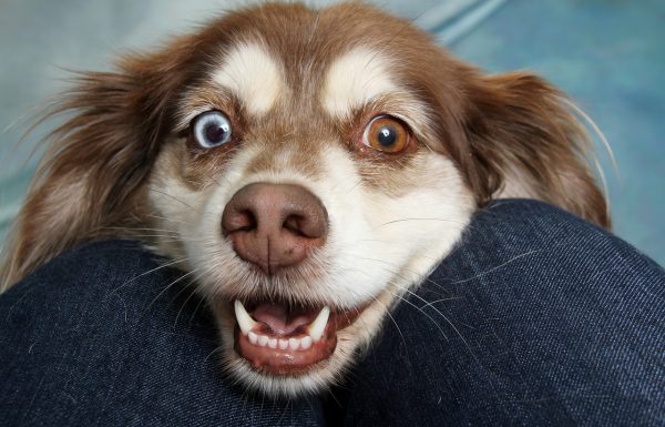 איך מתנהלים עם כלבים בבית משותף?